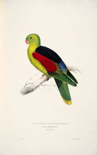 Red-winged Parrot by Edward Lear